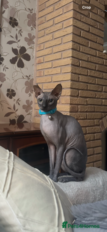 Sphynx cats - Advert 1
