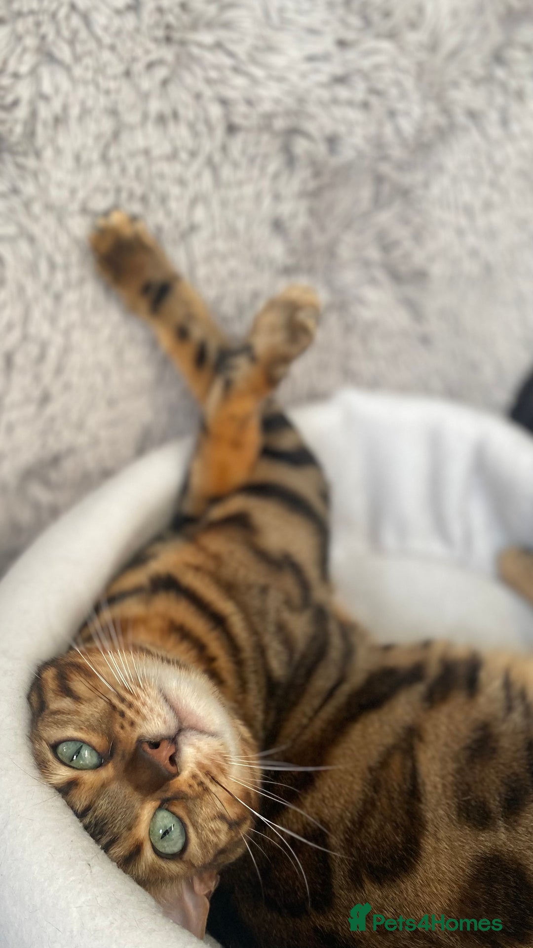 Bengal cats for sale: ⭐️TICA Triple Grand Champion⭐️ - Image 12