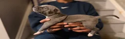Staffordshire Bull Terrier dogs for sale: Beautiful long legged Staff Litter - Advert 3