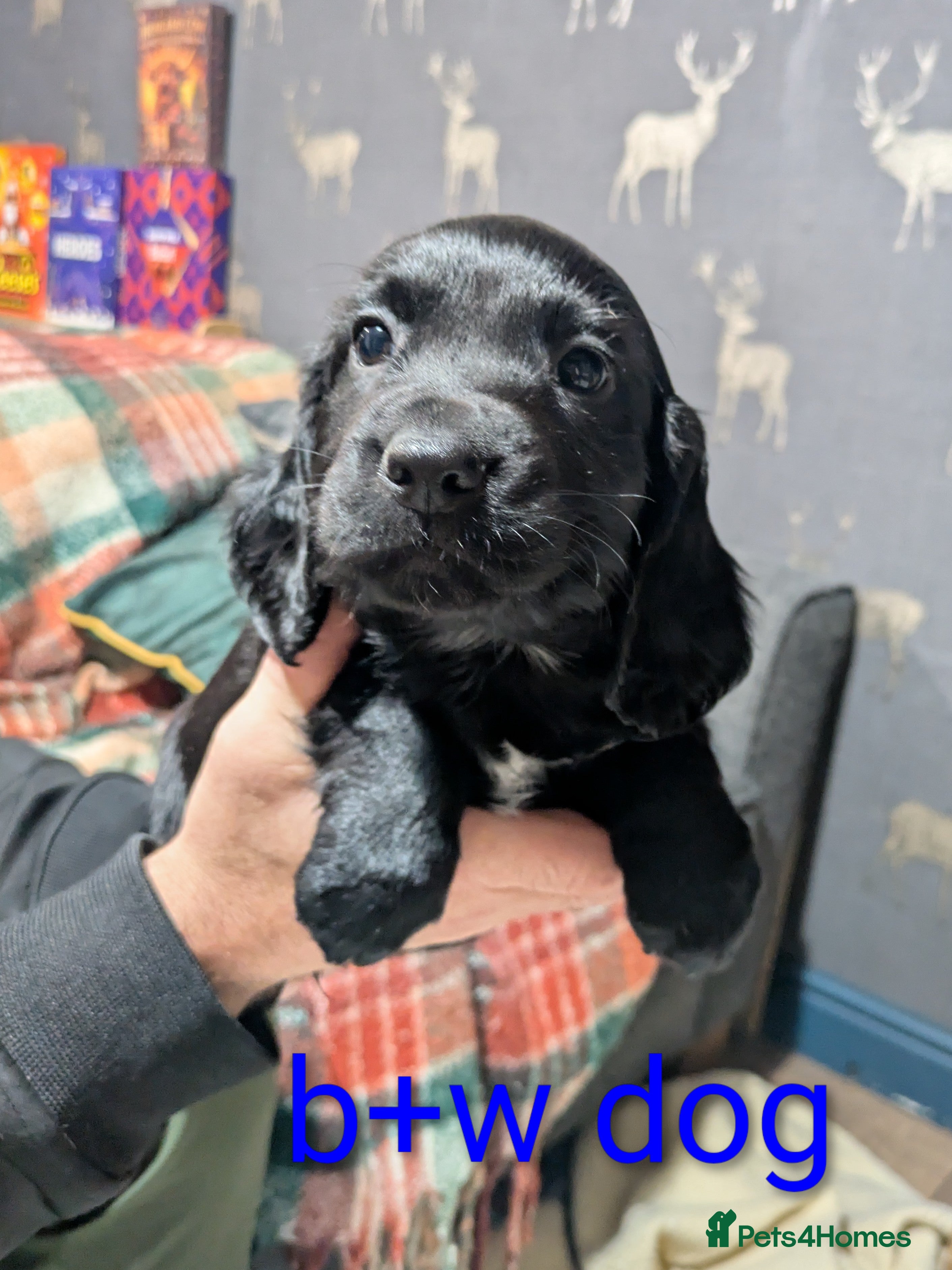 Cocker Spaniel dogs Cocker spaniel puppies  - Advert 11