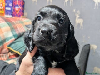 Cocker Spaniel dogs Cocker spaniel puppies - Advert 1