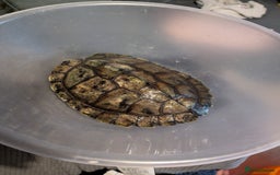 Turtle reptiles for sale: Mississippi Map Turtle - Image 2