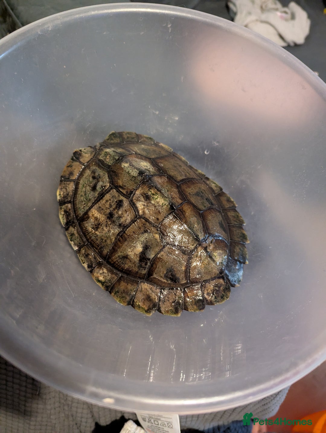 Turtle reptiles for sale: Mississippi Map Turtle - Image 2
