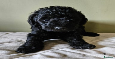 Mixed Breed dogs - Advert 4