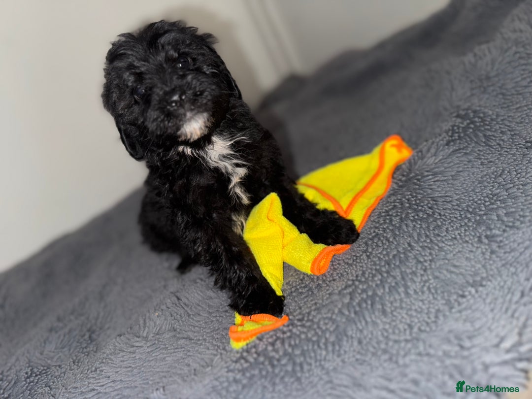 Sheepadoodle dogs for sale: Micro-mini Sheepadoodle reduced !!!!! - Image 26