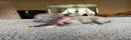 Italian Greyhound dogs for sale: KC REG ITALIAN GREYHOUNDS BLUE PUPS FOR NEW HOMES - Advert 10