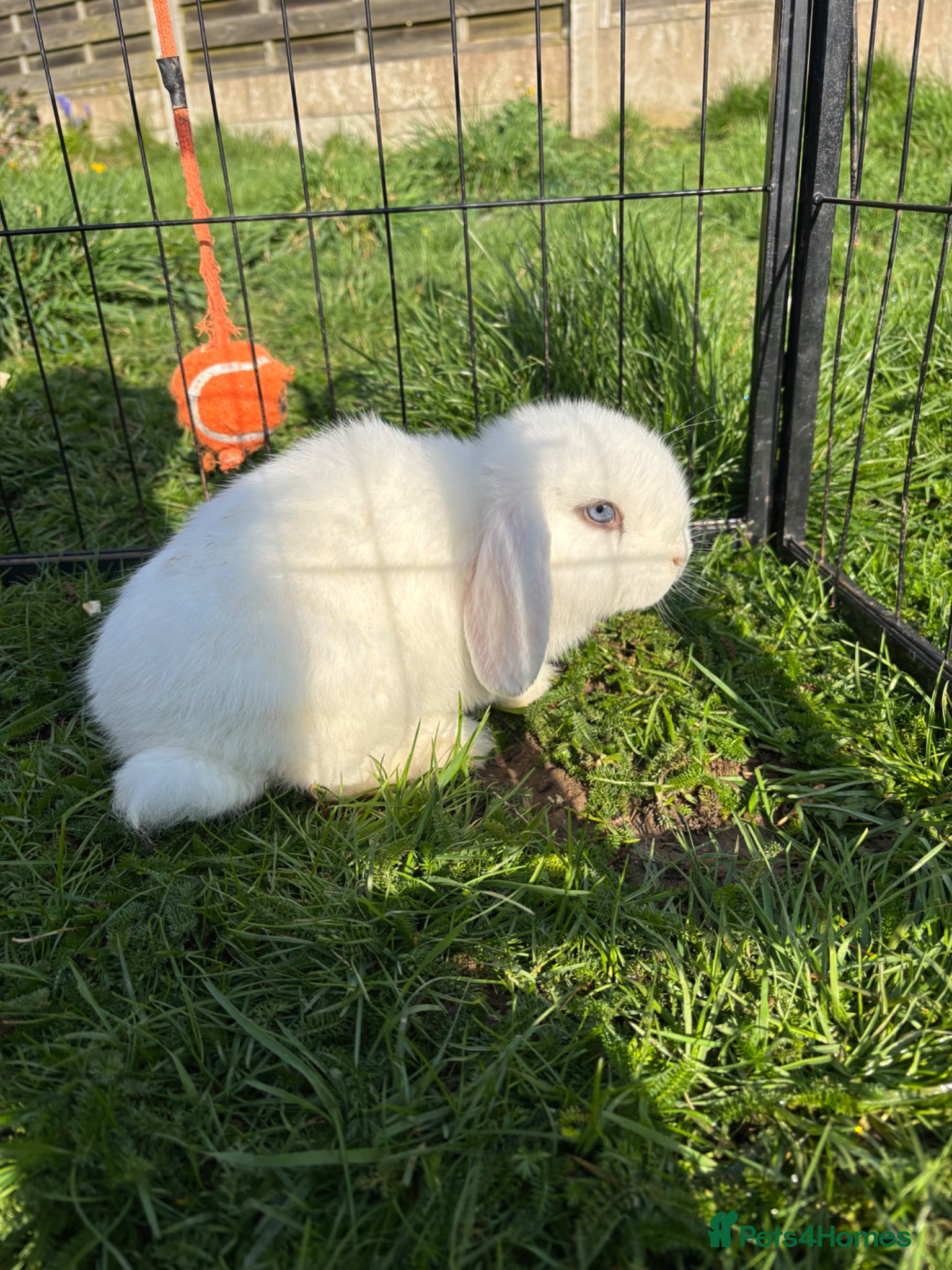 Mini Lop rabbits Last little boy left!  - Advert 17