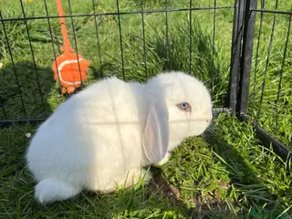 Mini Lop rabbits Last little boy left! - Advert 17