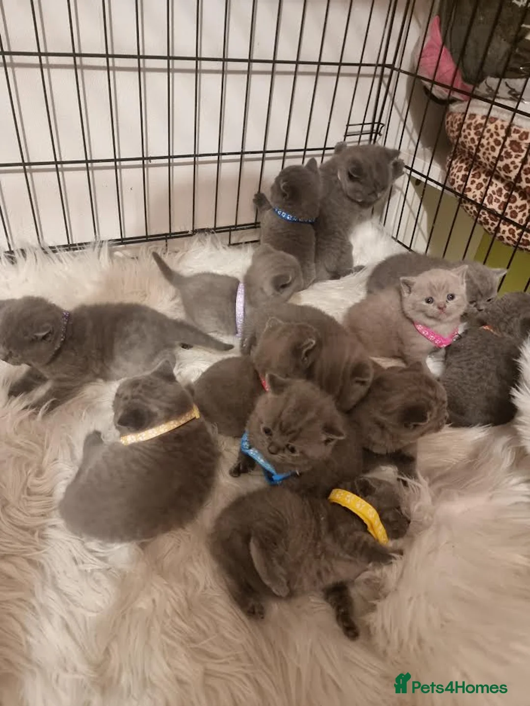 British Shorthair cats for stud: Perfect British Shorthair Stud in Leeds - Advert 17