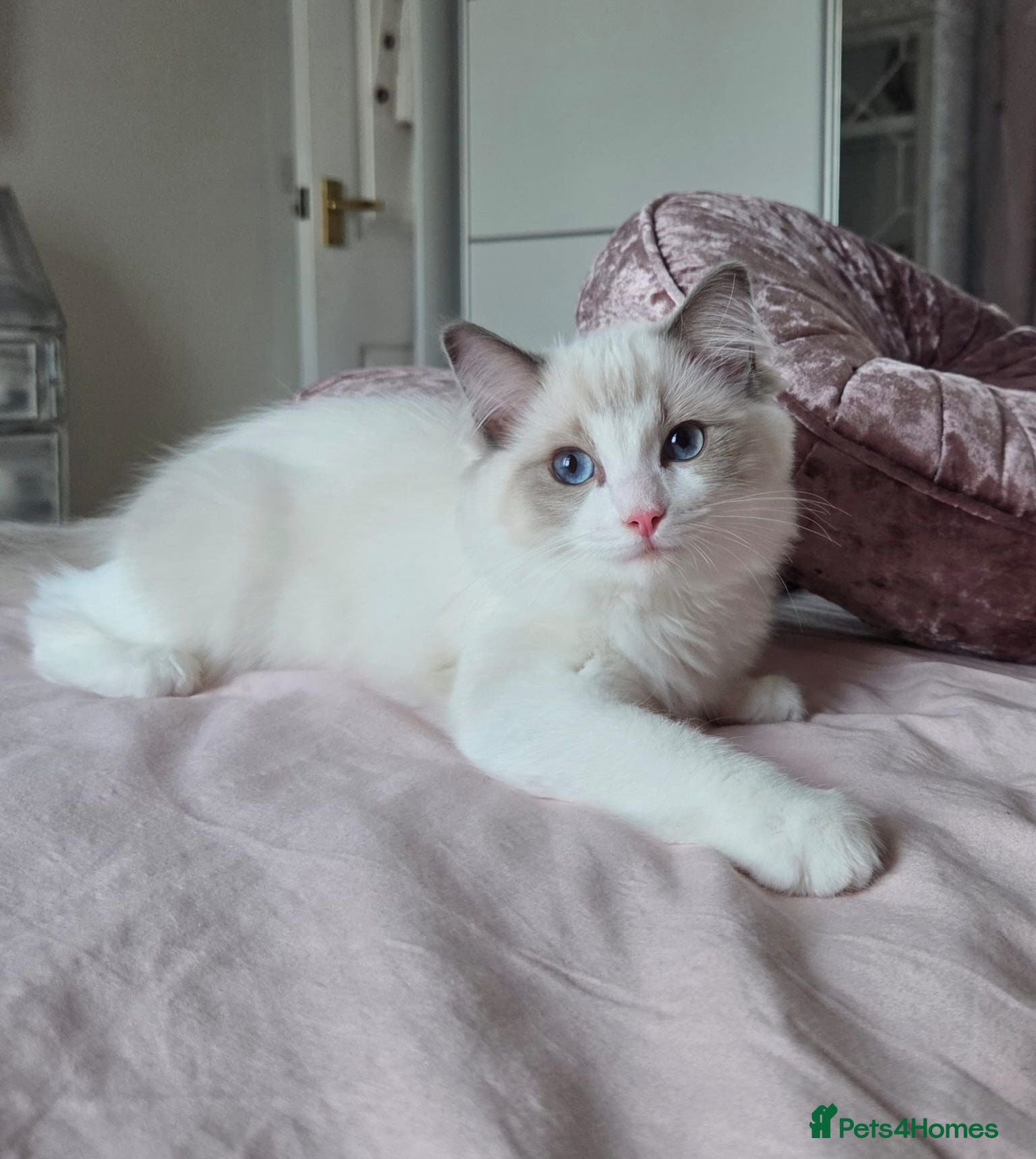 Ragdoll cats Ragdolls are looking for forever home - Advert 1