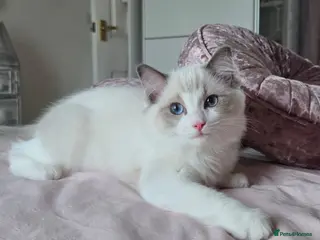 Ragdoll cats Ragdolls are looking for forever home - Advert 1