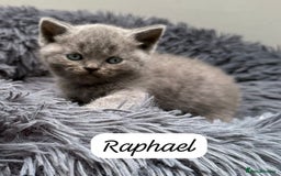 British Shorthair cats for sale: Beautiful Blue British shorthair kittens for sale - Image 13