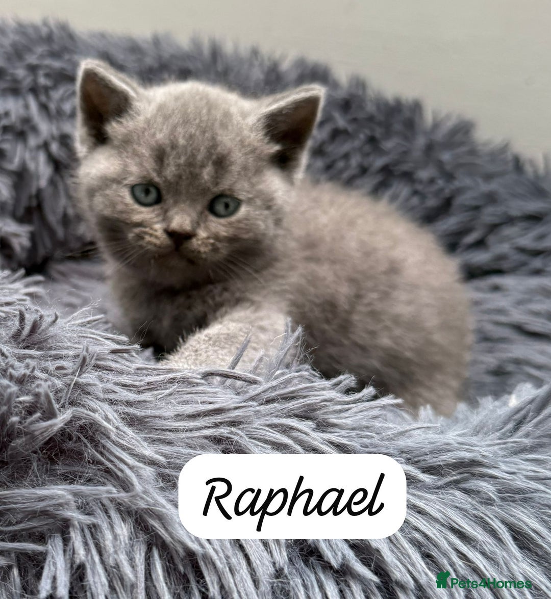 British Shorthair cats for sale: Beautiful Blue British shorthair kittens for sale - Image 13