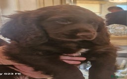 Cocker Spaniel dogs for sale: Cocker Spaniel puppies  - Image 32