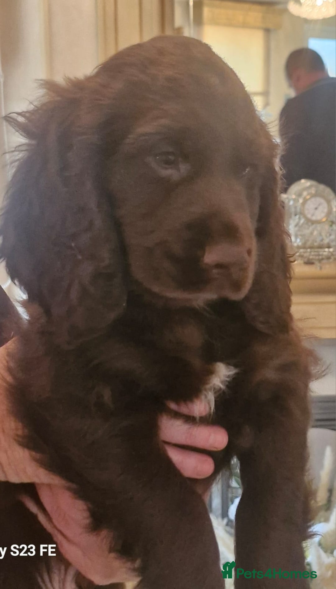 Cocker Spaniel dogs for sale: Cocker Spaniel puppies  - Image 32