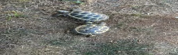 Tortoise reptiles for sale: 6 x spur thighed  1 x migrated - Advert 4