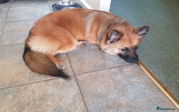 Mixed Breed dogs for sale: 10 month old Frankie  - Image 4