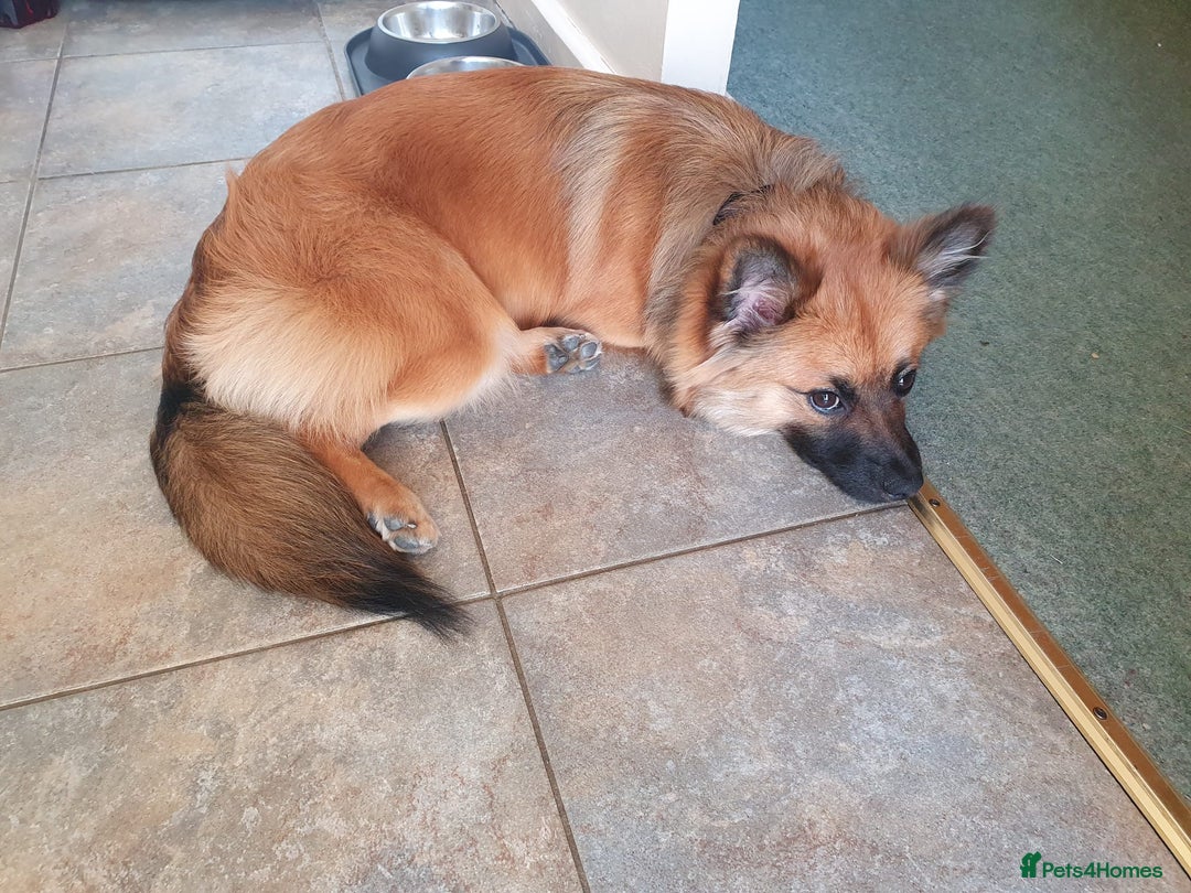 Mixed Breed dogs for sale: 10 month old Frankie  - Image 4