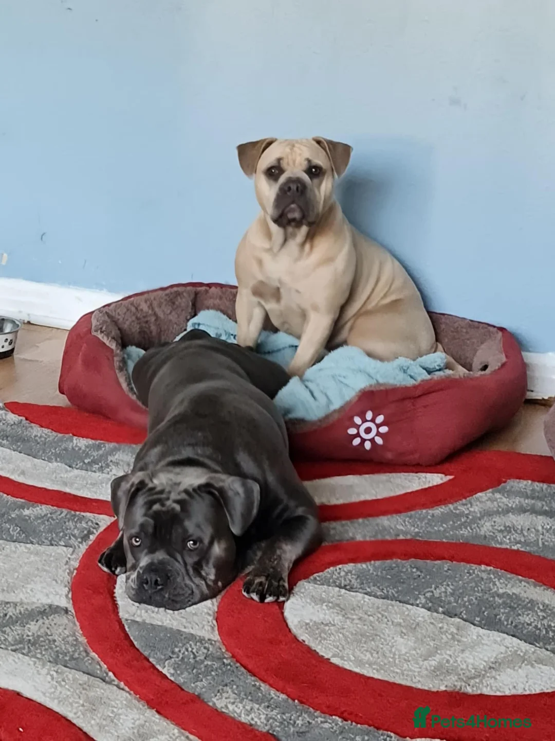 Mixed Breed dogs for sale: 2 Frenchy mix - Advert 4