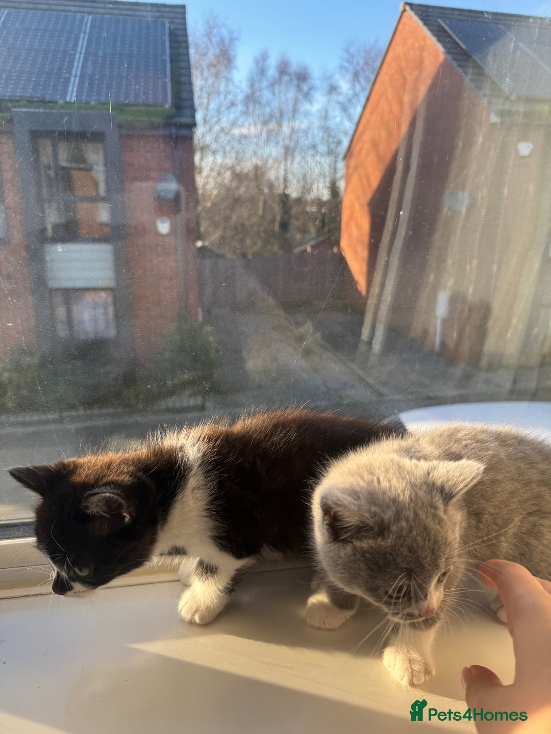 British Shorthair cats for sale: Playful British Shorthair Kittens  - Advert 3