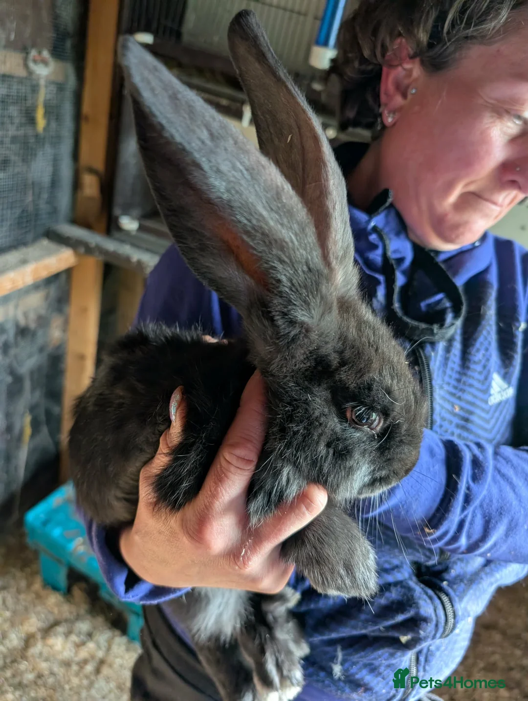 Continental Giant rabbits for sale: Continental Giants  - Advert 2