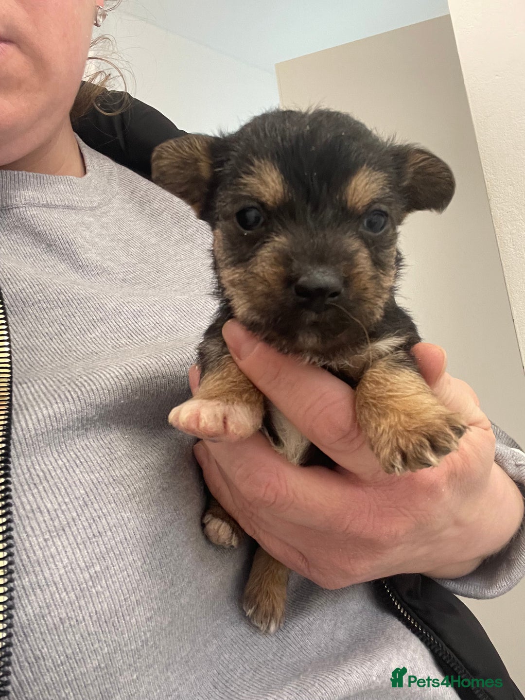 Mixed Breed dogs for sale: Yorkshire terrier/ jack Russell puppies  - Advert 6