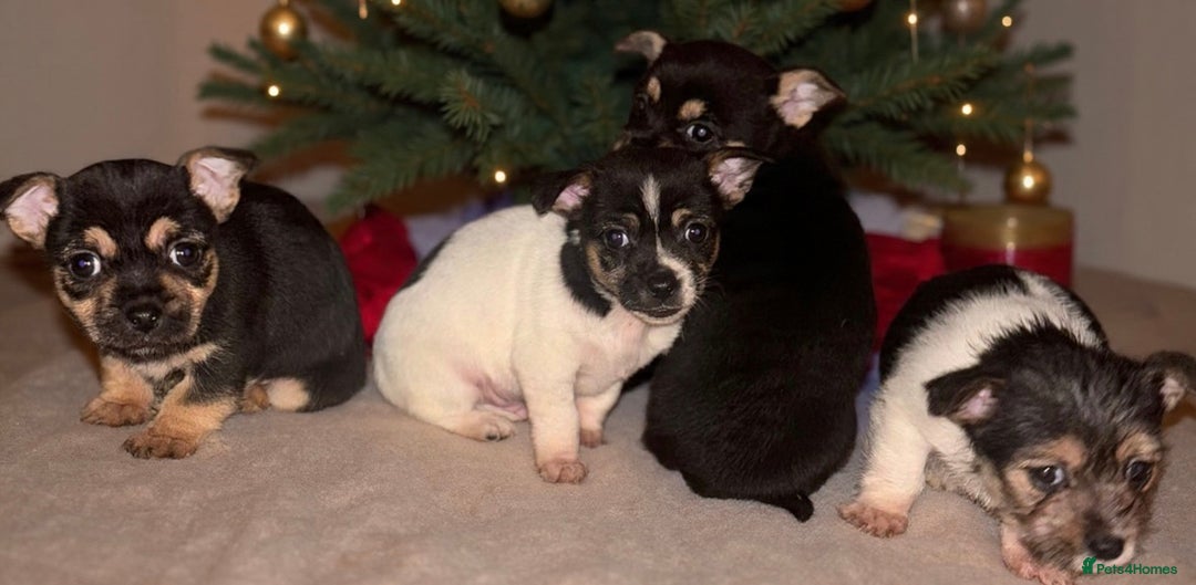 Mixed Breed dogs for sale: Jack Russel x Yorkshire Terrier - Advert 2