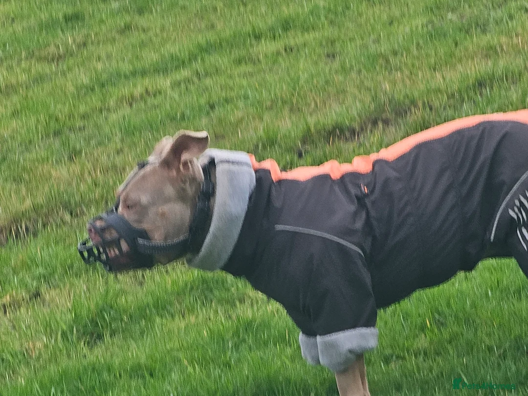 American Bully dogs for sale: AMERICAN BULLY - Advert 7