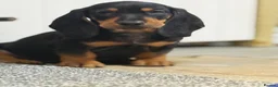 Basset Hound dogs for sale: 🐾 Mini Bassetts🐾 - Advert 2