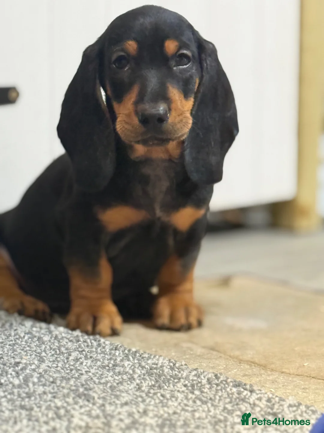 Basset Hound dogs for sale: 🐾 Mini Bassetts🐾 - Advert 2