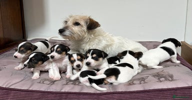 Jack Russell dogs - Advert 2