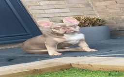 French Bulldog dogs for stud: Now FBCE GOLD! x OFFER- Fertility package inc in Matlock - Image 15