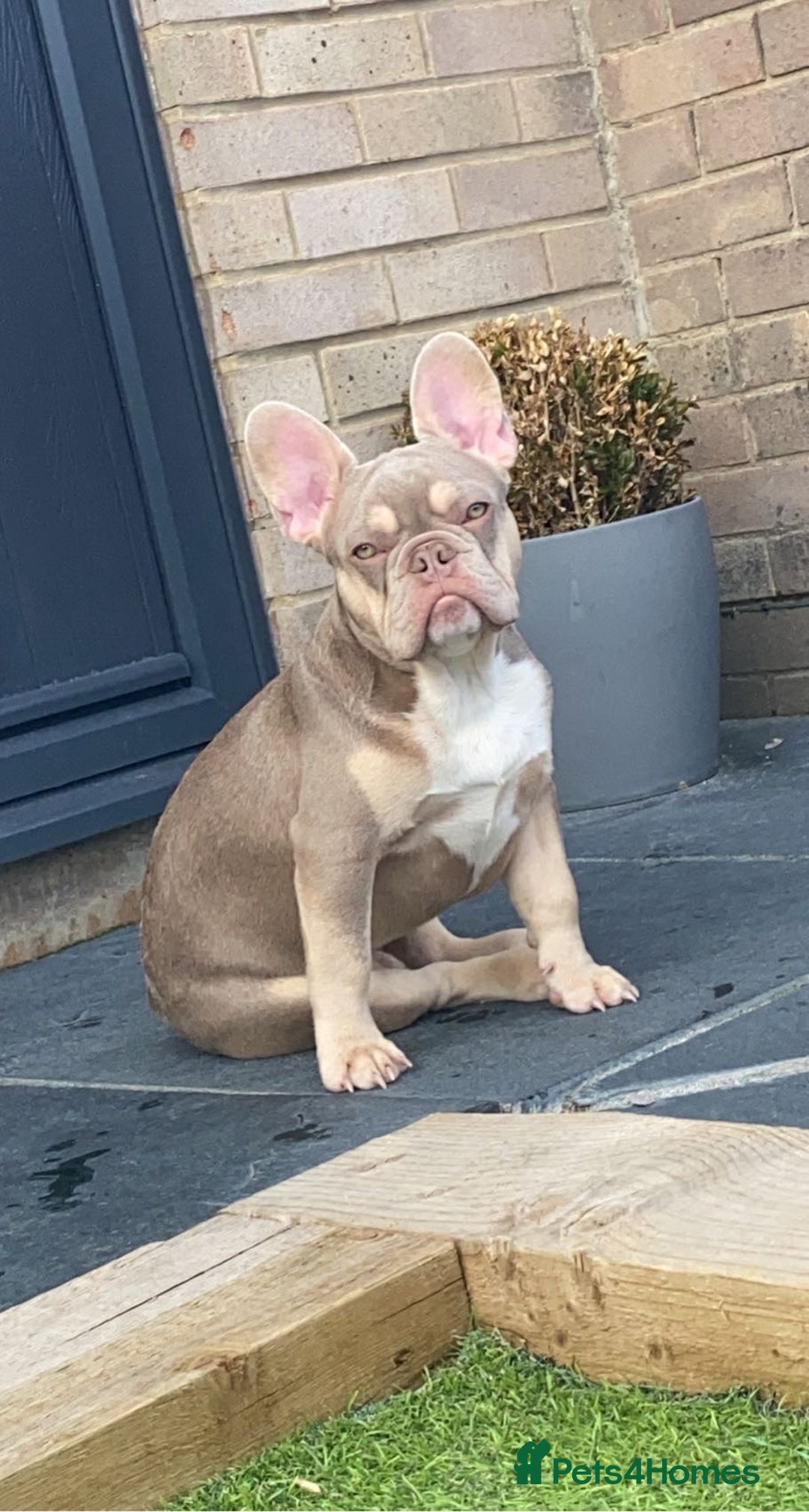 French Bulldog dogs for stud: Now FBCE GOLD! x OFFER- Fertility package inc in Matlock - Image 15