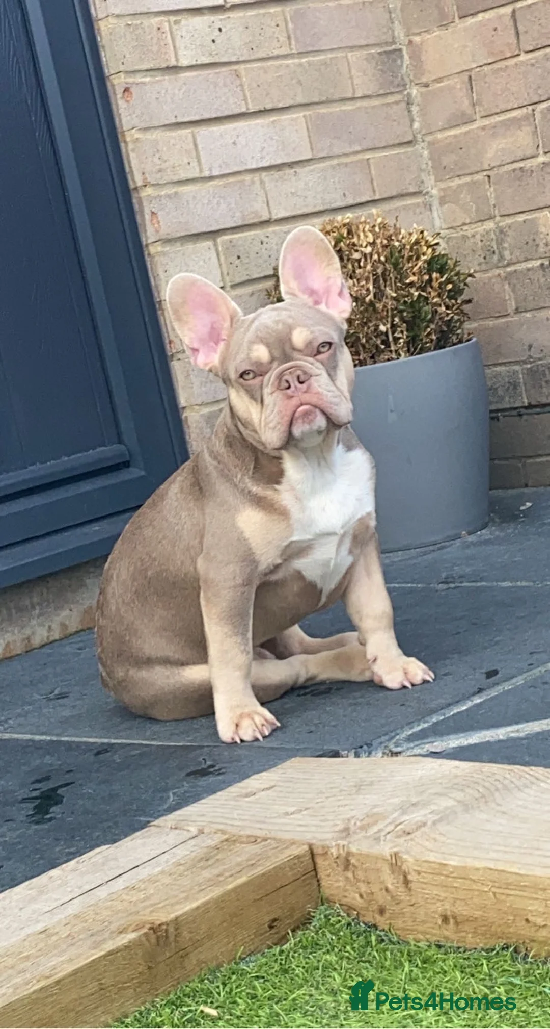 French Bulldog dogs for stud: Now FBCE GOLD! x OFFER- Fertility package inc - Advert 15