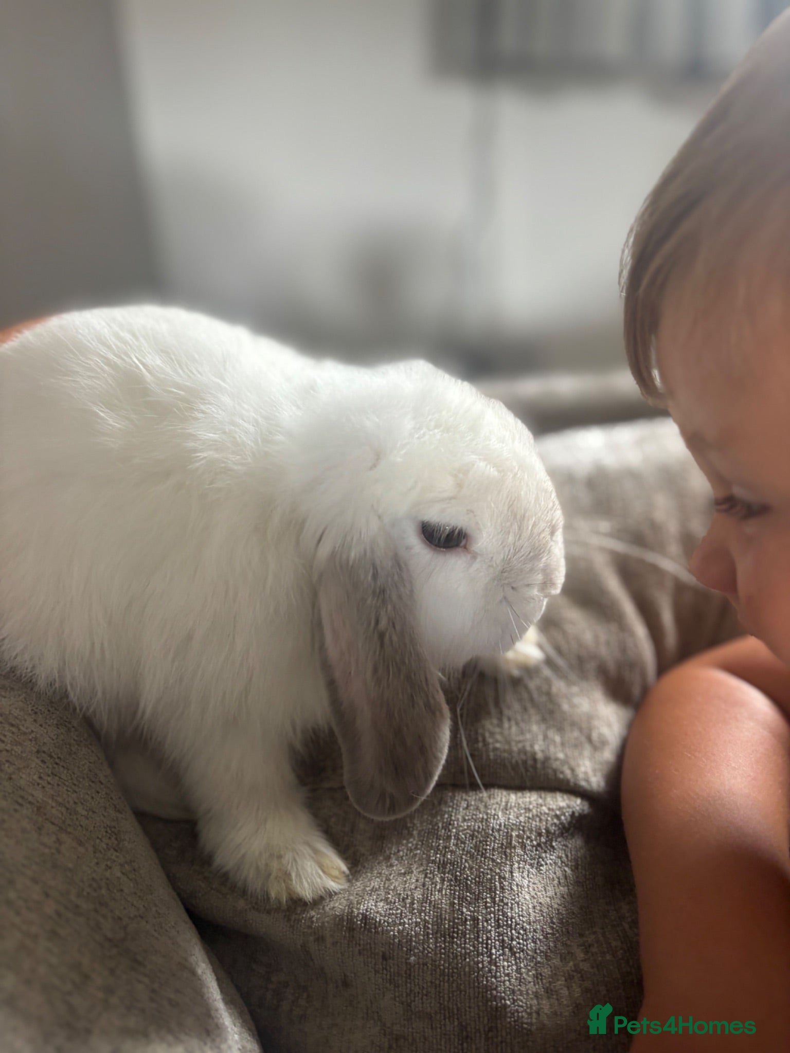 Mini Lop rabbits White a grey mini lop bunny  - Advert 21