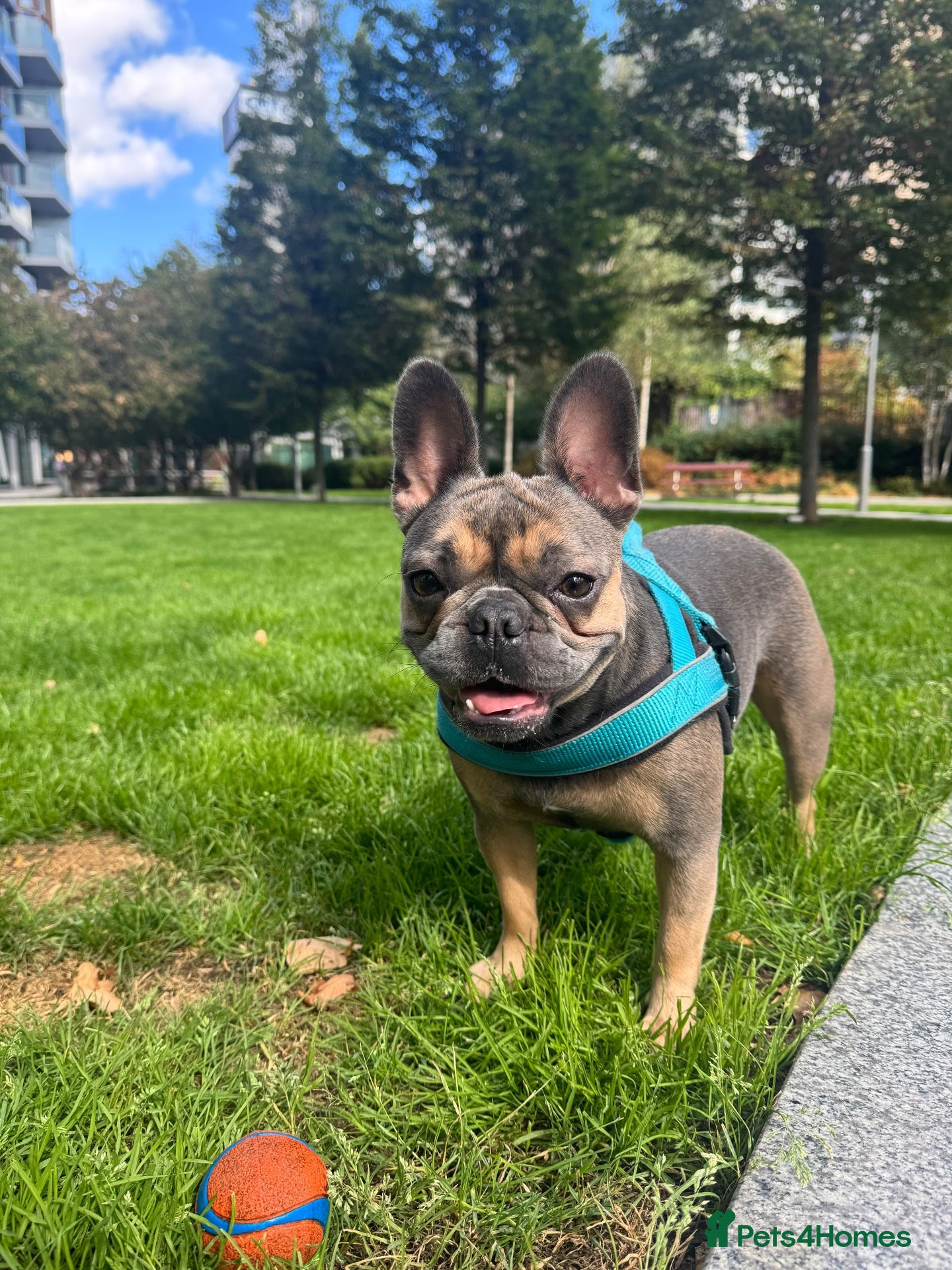 French Bulldog dogs  Beautiful French Bulldog (Daisy) ❤️ - Advert 1