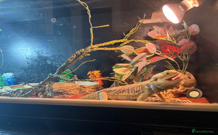 Bearded Dragon reptiles - Advert 1