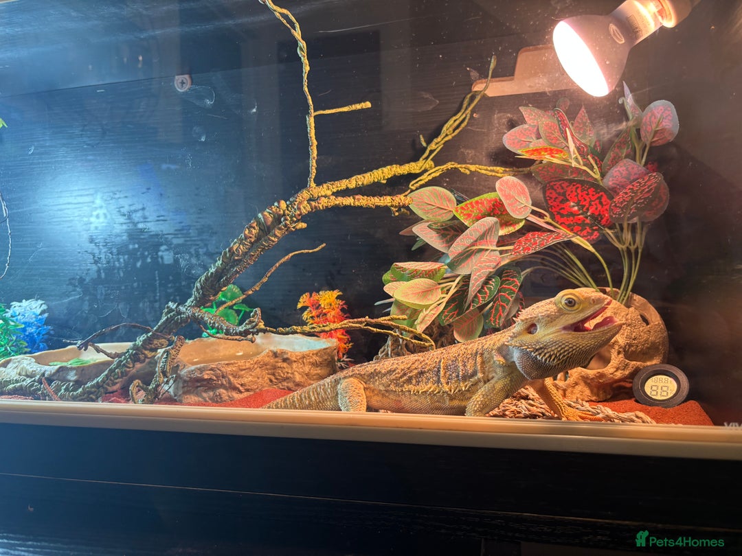 Bearded Dragon reptiles for sale: Bearded Dragon  - Image 1