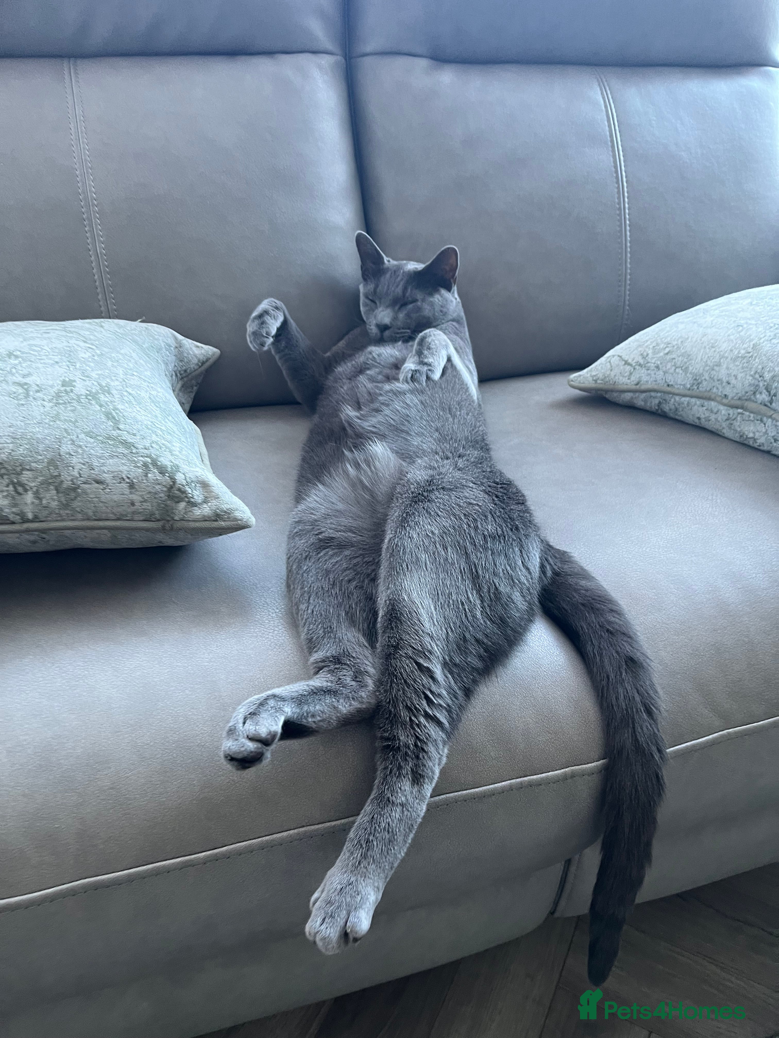 Russian Blue cats Pedigree Rusiaan Blue for Sale, Neutered - Advert 3