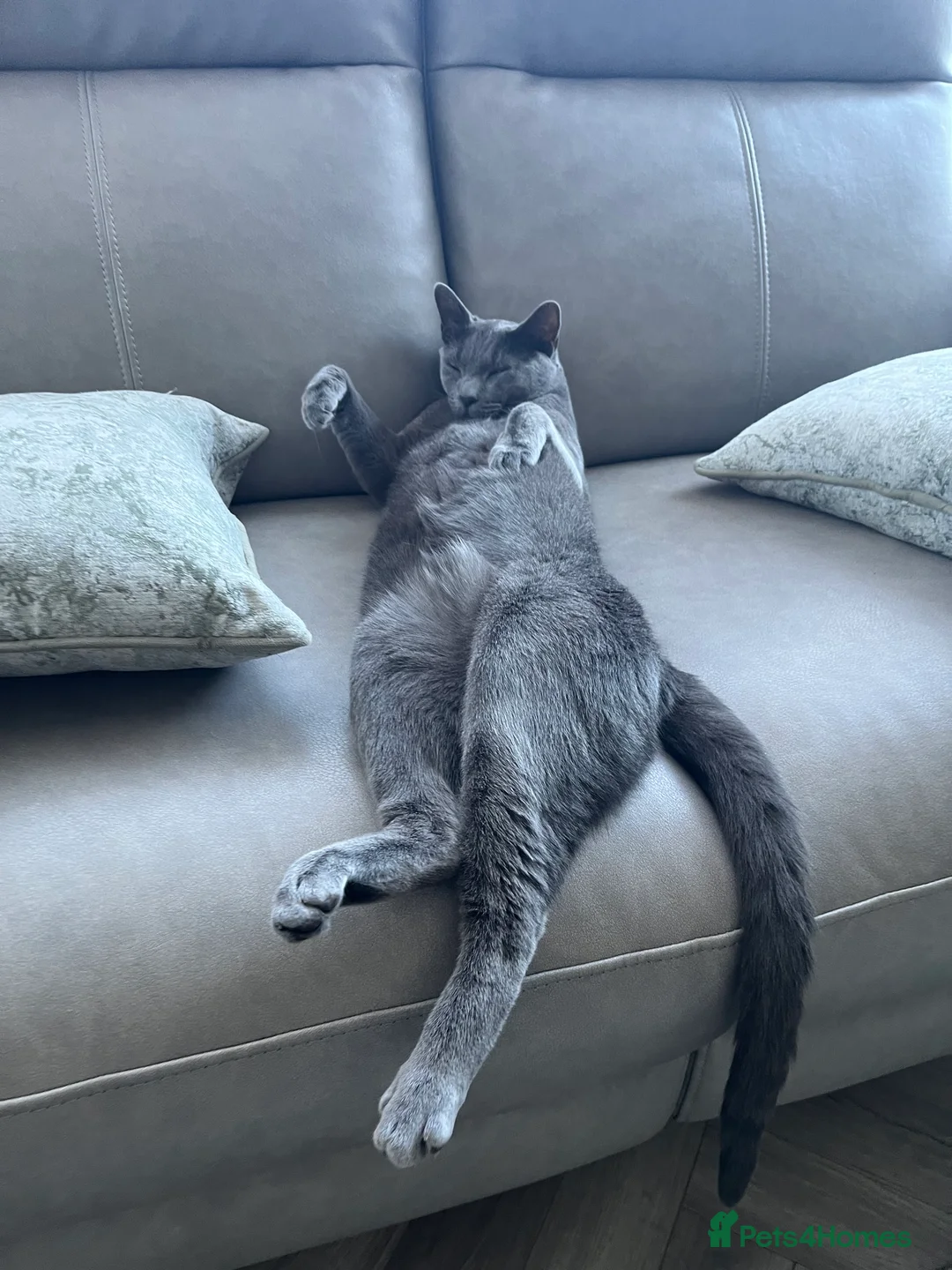 Russian Blue cats for sale: Pedigree Rusiaan Blue for Sale, Neutered - Advert 1