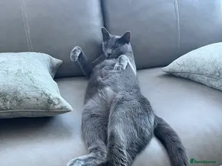 Russian Blue cats Pedigree Rusiaan Blue for Sale, Neutered - Advert 3