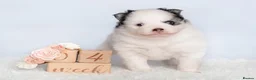 Pomsky dogs for sale: F4 Pomsky females from health tested parents - Advert 18