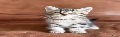 Maine Coon Kitten 1