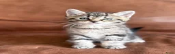 Maine Coon cats for sale: 1/2 Maine Coon Tabby, Grey Tabby and Black Kittens - Advert 13