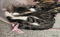 British Shorthair cats for sale: Beautiful tabby male kitten!!🩵 - Image 4