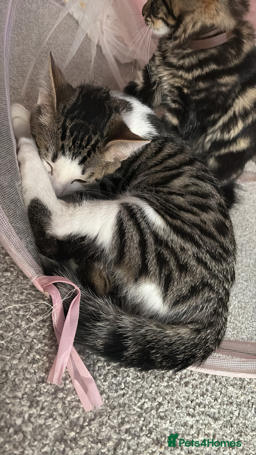 British Shorthair cats for sale: Beautiful tabby male kitten!!🩵 - Image 4