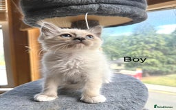 Ragdoll cats for sale: 4 beautiful ragdoll kittens  - Image 17