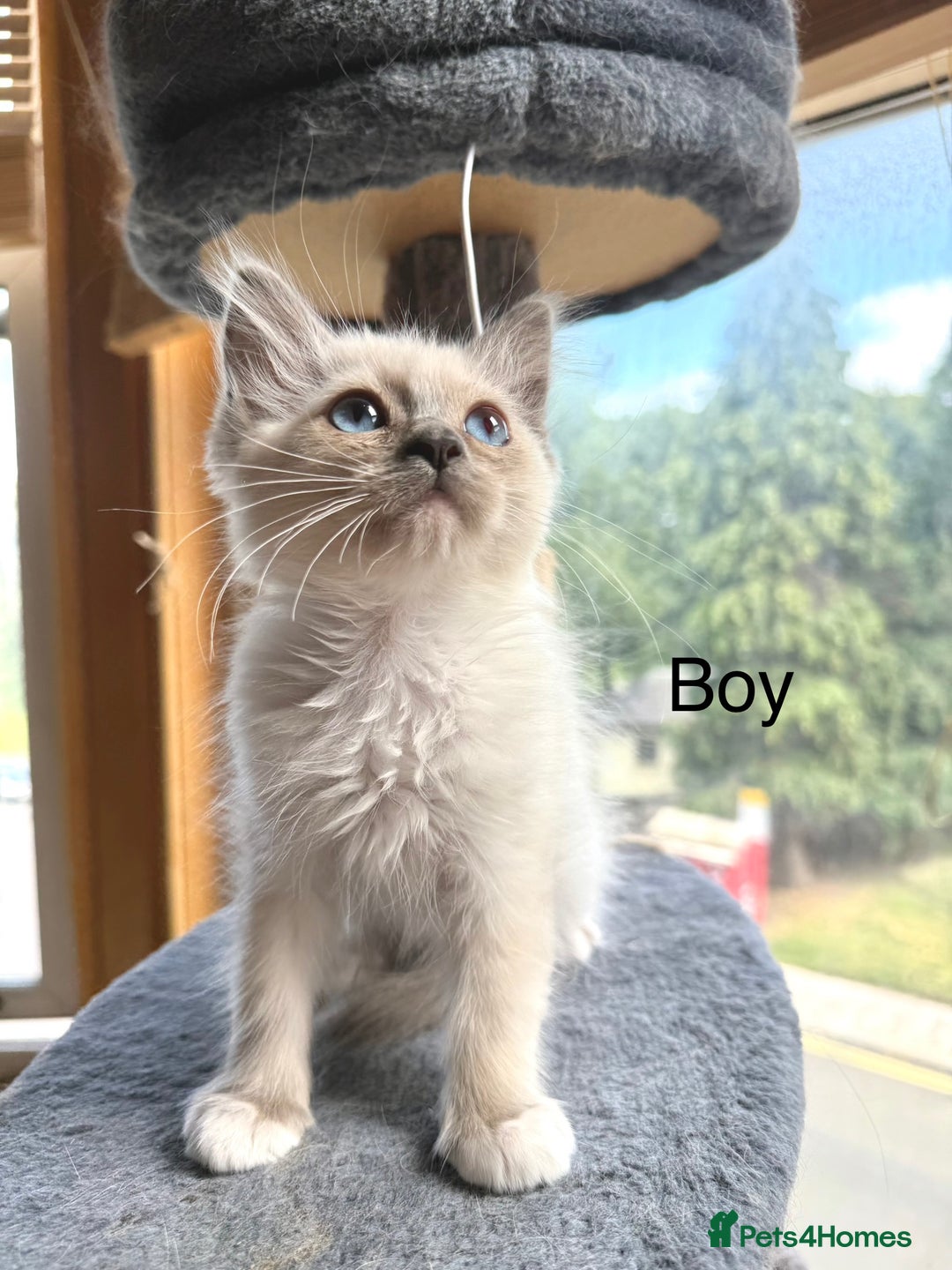 Ragdoll cats for sale: 4 beautiful ragdoll kittens  - Image 17