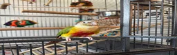 Conures birds for sale: Pineapple conure  URGENT - Advert 3