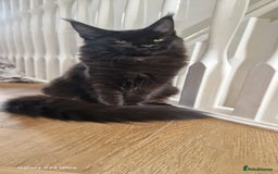 Maine Coon cats for sale: Pure Maine coon👑 - Image 6